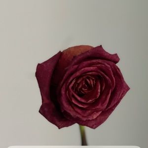 Meet your Posher, Benzz